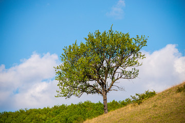 Sunny day in the springtime