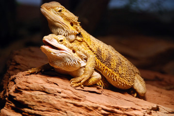 two copulating lizards in the Nevada desert of Valley of fire