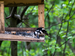 Obraz na płótnie Canvas spotted woodpecker flew to the trough to peck seeds in the forest
