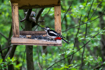 spotted woodpecker flew to the trough to peck seeds in the forest