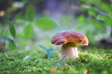 Big white mushroom porcini in autumn forest. Nature landscape photography