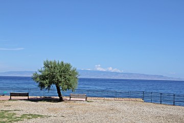 samotne drzewo nad morzem, drzewo, drzewo na  wybrzezu, morze Wlochy, Sycylia