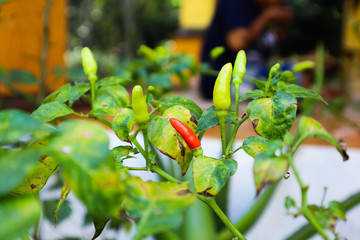 close up a red chili and green chili