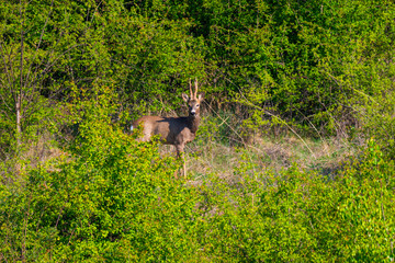 Young deer on the hill