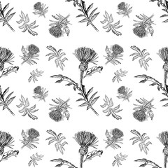 Seamless pattern for postcards black and white from leaves and flowers of a thistle on a white background. Minimalistic design for halloween, fabric and event design. Witch flower. Funeral decoration