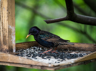 black starling flew to the feeding trough to peck seeds in the forest