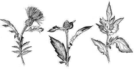 Set black and white of leaves and flowers of a thistle on a white background. Minimalistic design for halloween, greeting cards and decoration. Witch flower.