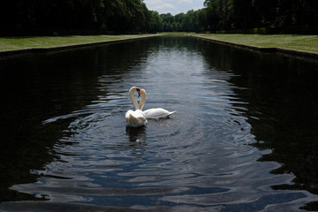 Two swans flirting on a lake