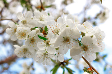 White cherry blossoms on a branch