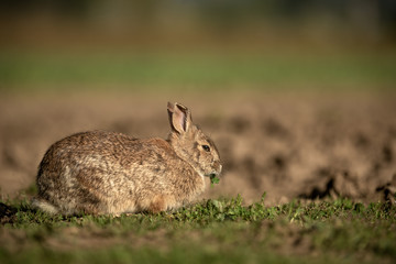 Naklejka na ściany i meble A wild hare sits in a patch of grass feeding
