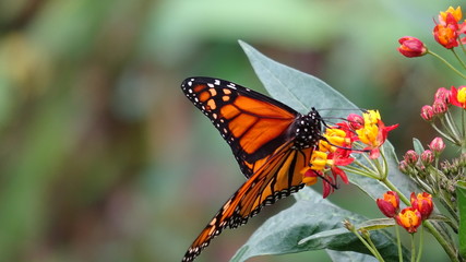 butterfly on flower