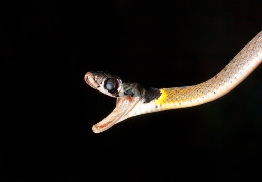 Close-up Of Snake With Mouth Open Against Black Background