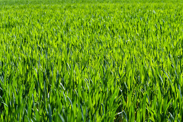 lush green meadow of a farmer in Maria Laach, Germany