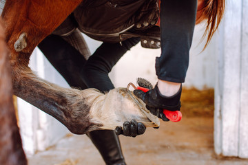 Woman cleans the horse's hooves with a special brush before riding. Horseback riding, animal care, veterinary concept.