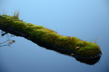 Mossy old wood log floating in the water