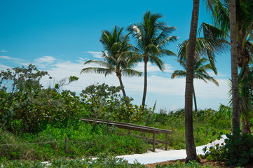 Fototapeta na wymiar Paseo marítimo rodeado de plantas y palmeras