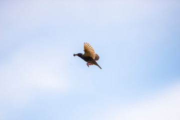 Birds in the fly
