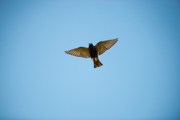 Birds in the fly