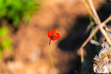 red poppy flower