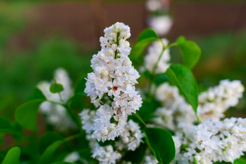 white lilac flowers