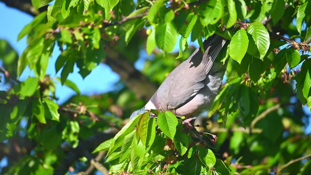  a dove picks the still green, unripe cherries in a cherry tree illuminated by the morning sun