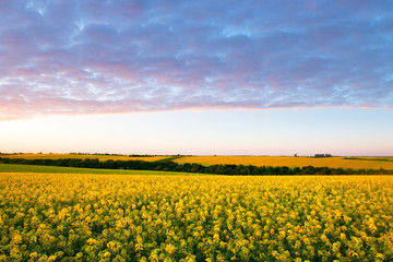 Colorful sunset on yellow rape field. Landscape photography