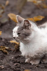 Sad shabby dirty cat sitting on the ground