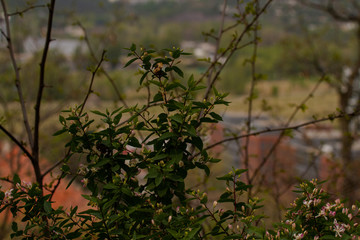 morning dew on the grass