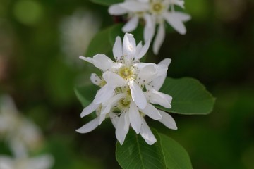 Flower of a Pacific serviceberry, Amelanchier alnifolia.