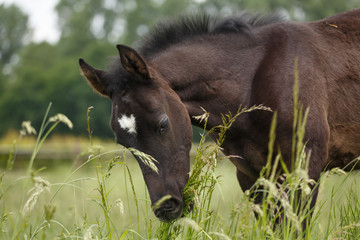 Rappfohlen im hohen Gras