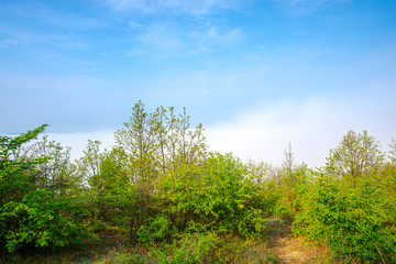 Morning fog on the hill