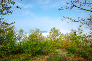Morning fog on the hill