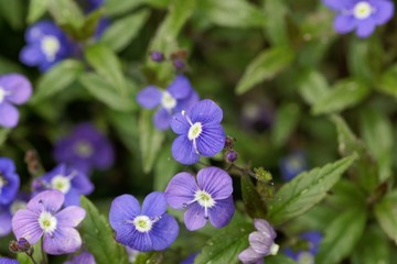 Creeping speedwell, Veronica peduncularis.