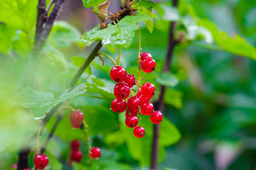 redcurrant branch with water drops after rain