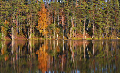 Forest reflecting in the lake water. Leningrad region, Russia