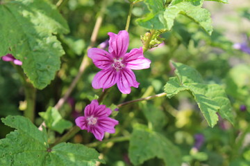 Mauve purple 