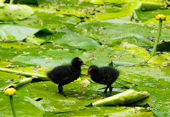Two moorhen (waterhen) chicks standing on water lilies II