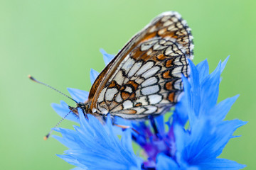 Beautiful butterfly on a blue cornflower flower, beautiful natural background