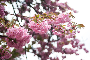 Beautiful soft pink sakura blossoms on twigs, close up.