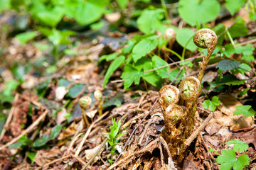 Close up of spiral fern leaves in sunny spring morning.