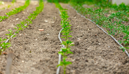 hobby garden. Organic tomato seedlings field in the home garden.