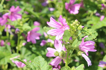 Mauve purple "Common Mallow" (or Cheeses, High Mallow, Tall Mallow) flowers in Innsbruck, Austria. Its scientific name is Malva Sylvestris, native to Europe and Asia.