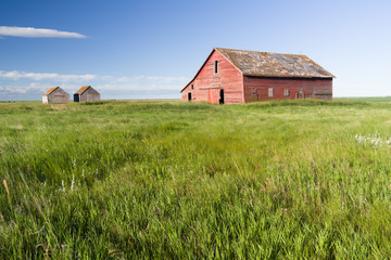 Fototapeta na wymiar Red barn in a green field on the Saskatchewan prairie.