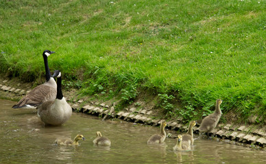Canada goose family III