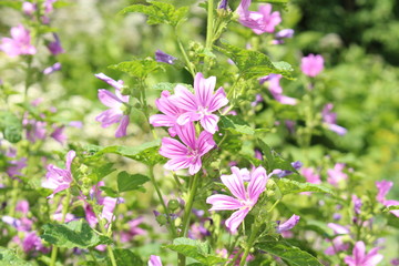 Mauve purple 