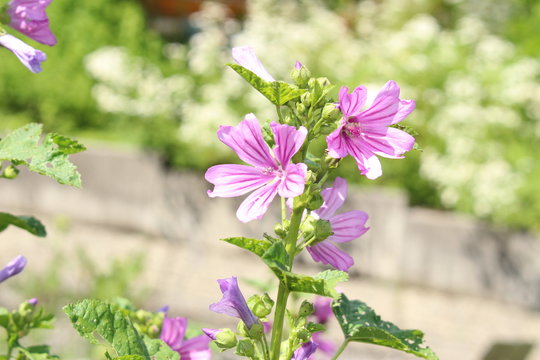 Mauve purple "Common Mallow" (or Cheeses, High Mallow, Tall Mallow) flowers in Innsbruck, Austria. Its scientific name is Malva Sylvestris, native to Europe and Asia.