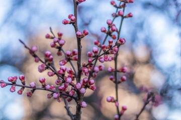 Amazing Spring Pink Buds on Blooming Apricot tree in the Spring time