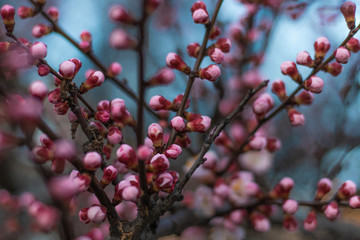 Fototapeta na wymiar Lush Pink Buds on Blooming Apricot tree in the Spring time