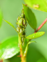 Blattläuse Rose Knospe