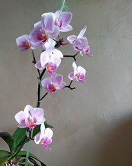 phalaenopsis orchid with many small flowers with purple veins in a green translucent flower pot.